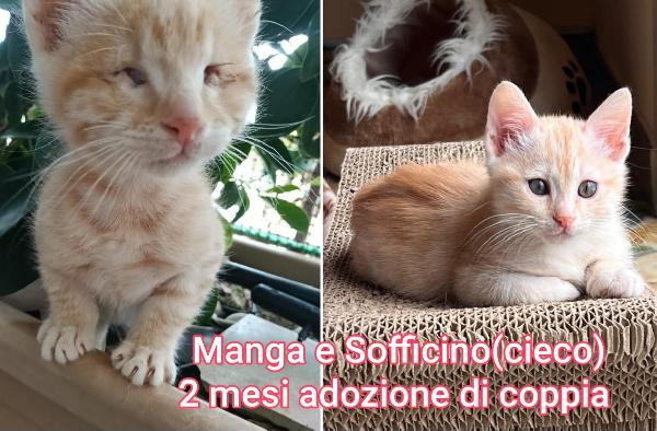 Dolcissimi micetti in adozione  Foto 6