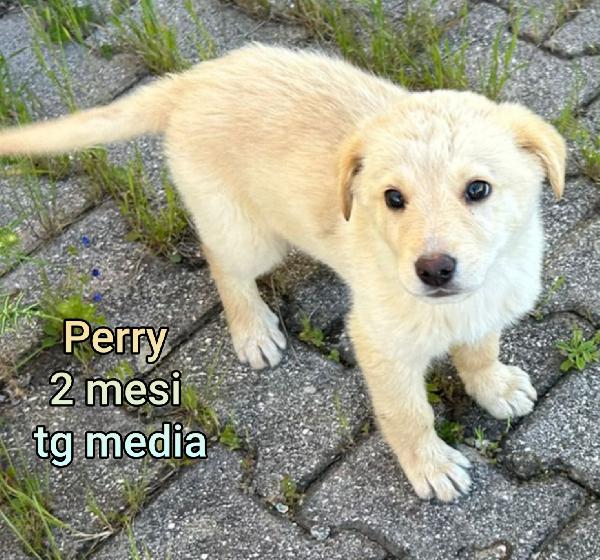 Ancora Tanti Cucciolotti In Rifugio. 