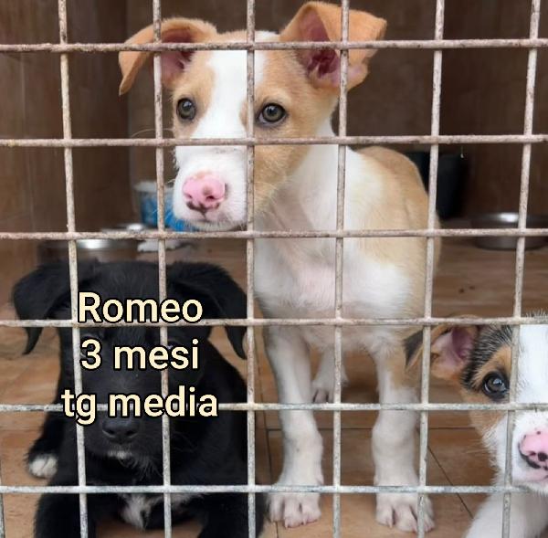 Ancora tanti cucciolotti in rifugio.  Foto 2