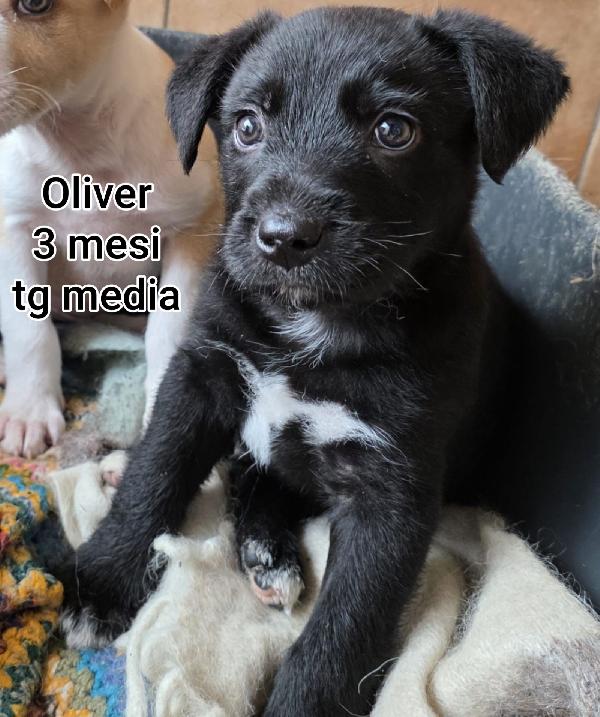 Ancora tanti cucciolotti in rifugio.  Foto 3