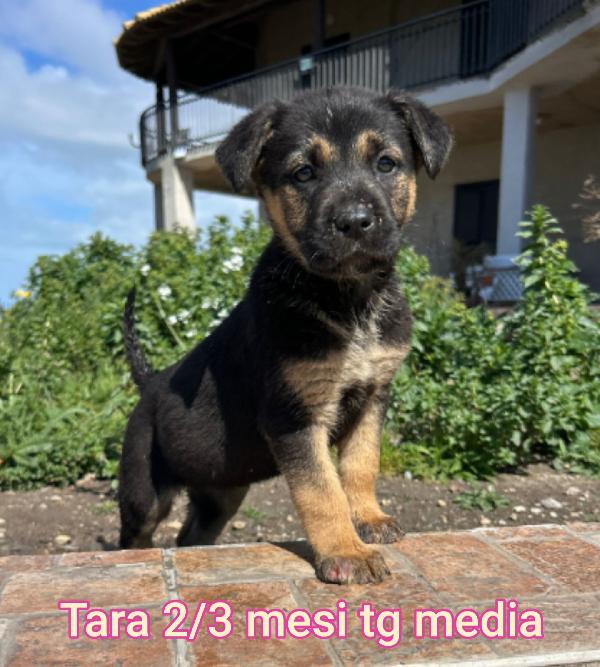 Ancora tanti cucciolotti in rifugio.  Foto 5