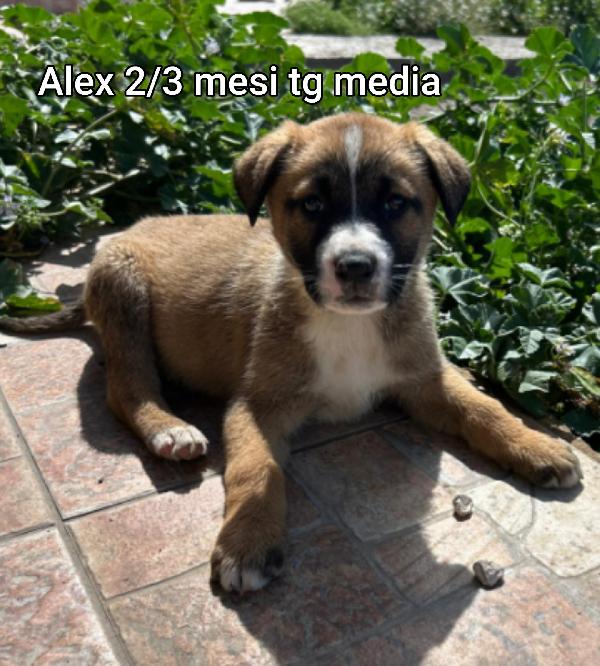 Ancora tanti cucciolotti in rifugio.  Foto 6