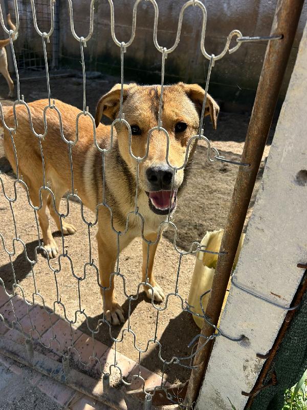 Miele: Cucciolo Invisibile E Rinchiuso