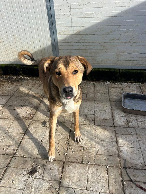 Miele: cucciolo invisibile e rinchiuso Foto 2