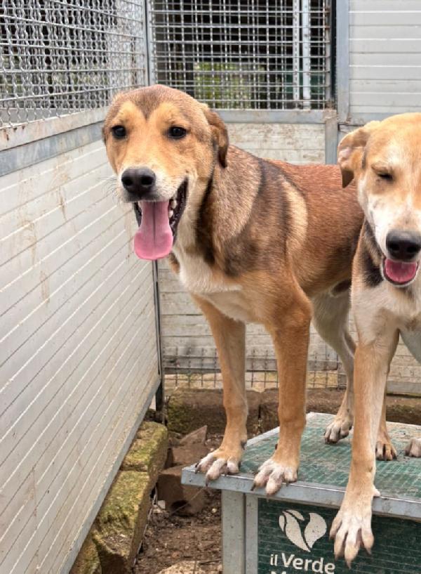 Miele: cucciolo invisibile e rinchiuso Foto 3