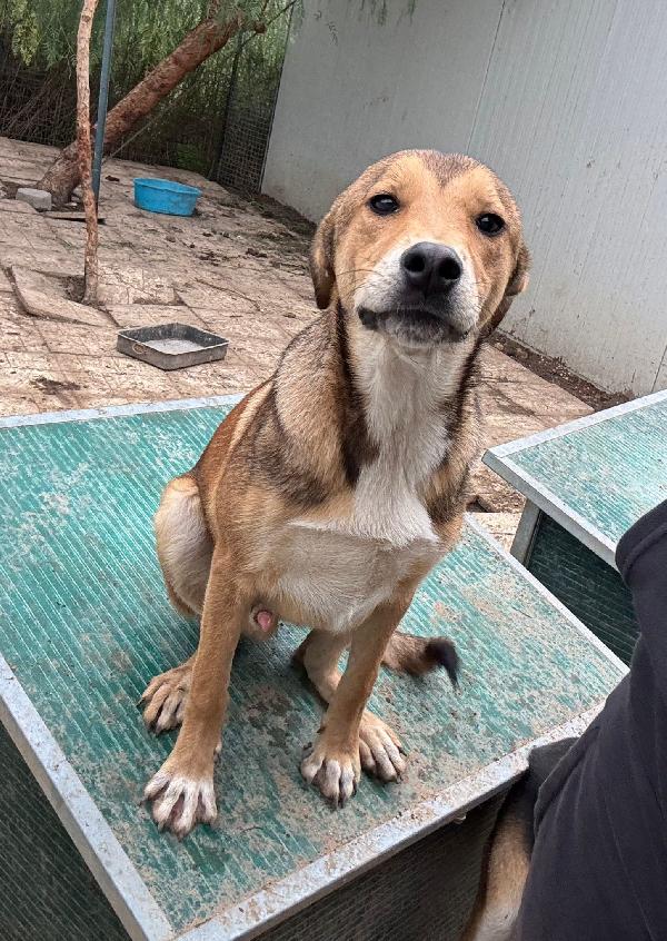 Miele: cucciolo invisibile e rinchiuso Foto 4