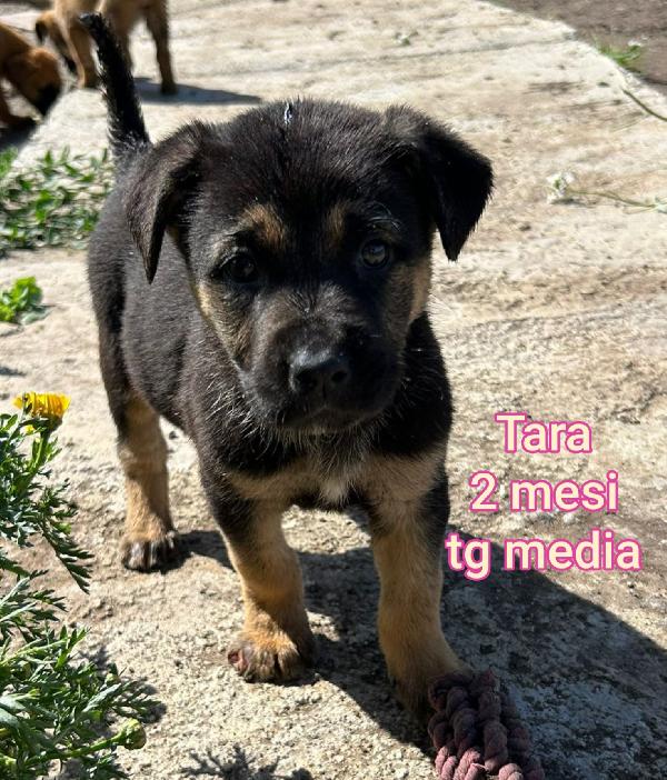 SALVA UN CUCCIOLO! Foto 6