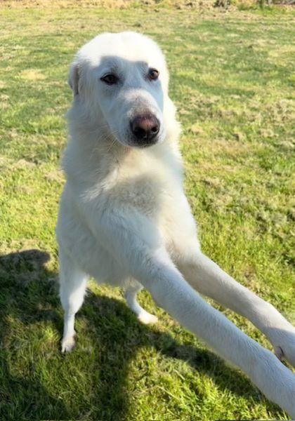 🐾 Il gigante buono: incontra Murdok 🐾 Foto 2