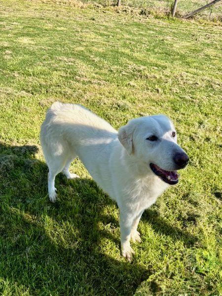 🐾 Il gigante buono: incontra Murdok 🐾 Foto 3