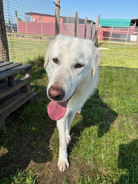 🐾 Il gigante buono: incontra Murdok 🐾 Foto 4