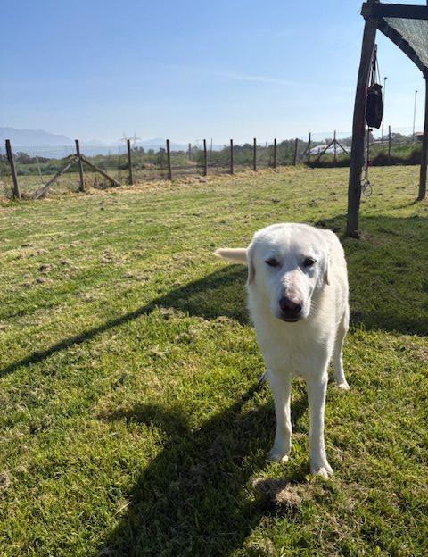 🐾 Il gigante buono: incontra Murdok 🐾 Foto 5