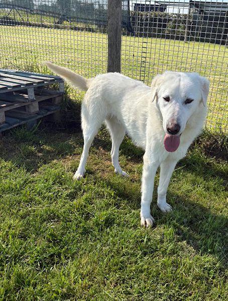 🐾 Il gigante buono: incontra Murdok 🐾 Foto 6