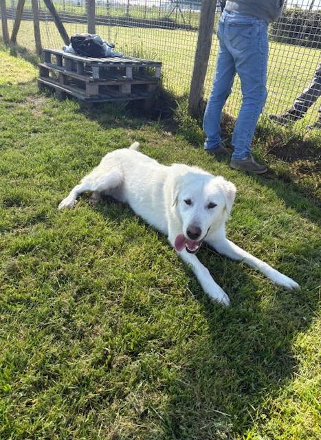 🐾 Il gigante buono: incontra Murdok 🐾 Foto 7