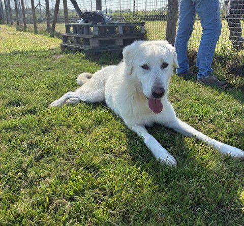 🐾 Il gigante buono: incontra Murdok 🐾 Foto 8