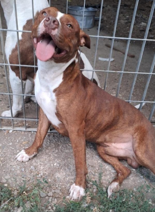 Drake e Margie Pitbull 22mesi BUONISSIMI! CALABRIA Foto 3