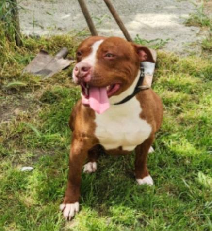 Drake e Margie Pitbull 22mesi BUONISSIMI! CALABRIA Foto 7