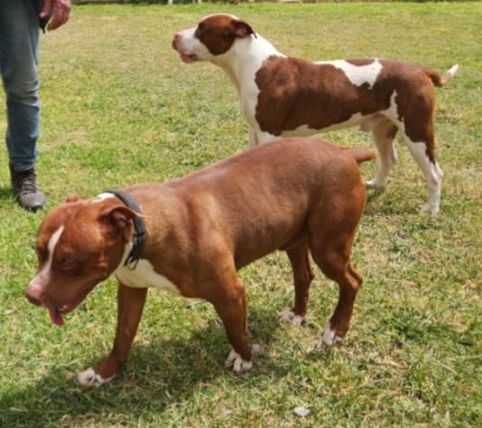 Drake e Margie Pitbull 22mesi BUONISSIMI! CALABRIA Foto 8