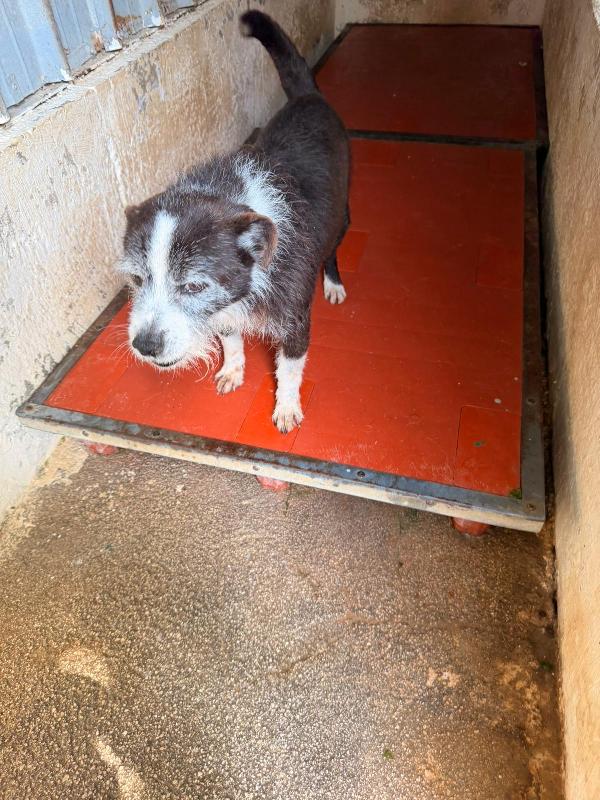 Snoopy Una Vita Di Canile 