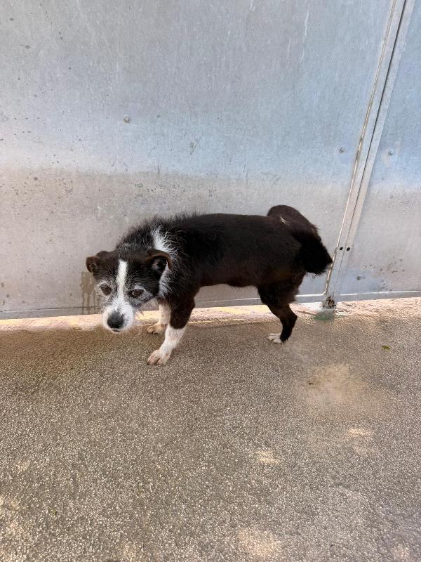 Snoopy una vita di canile  Foto 2