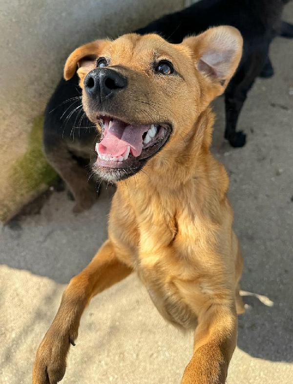 Mino 1 Anno Taglia Piccola 