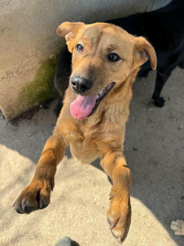 Mino 1 anno taglia piccola  Foto 2