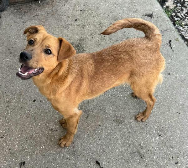 Mino 1 anno taglia piccola  Foto 3