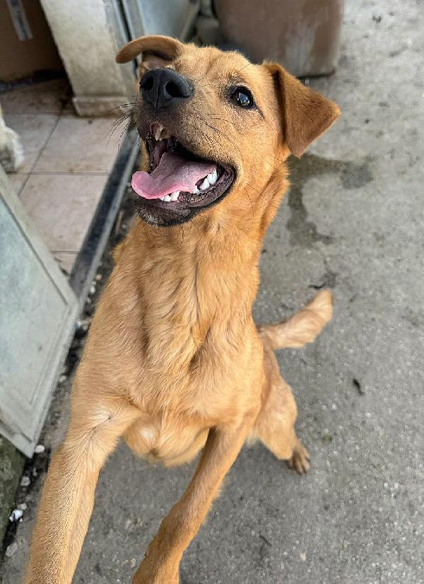 Mino 1 anno taglia piccola  Foto 4