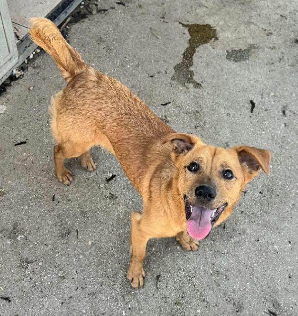 Mino 1 anno taglia piccola  Foto 5