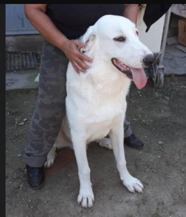 Darcy Mix Labrador 5/6Anni In Canile Da Cucciolo,Ignorato! 