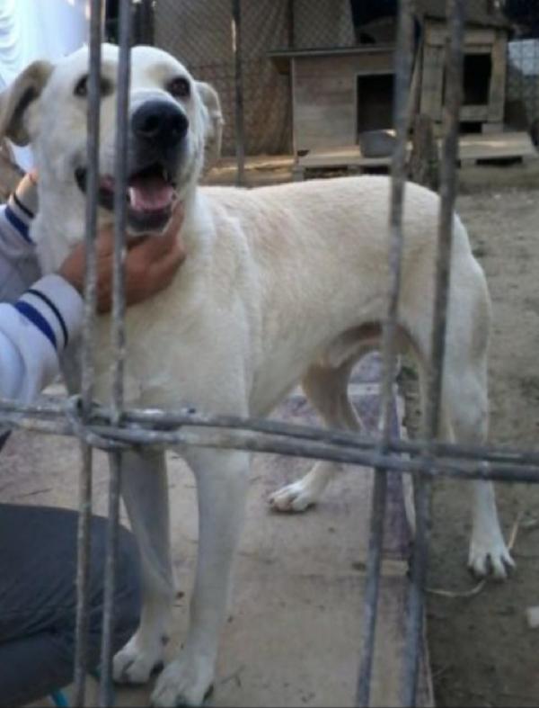 Darcy mix Labrador 5/6anni in canile da cucciolo,ignorato!  Foto 2