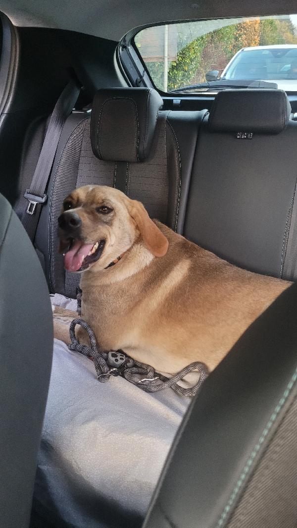 Dylan, splendido meticcio Foto 2