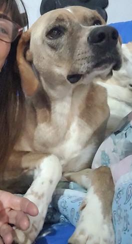 Dylan, splendido meticcio Foto 4