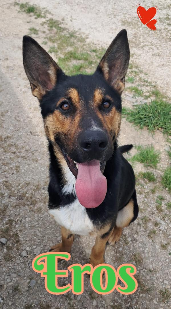 Eros Mix Pastore Italiano 