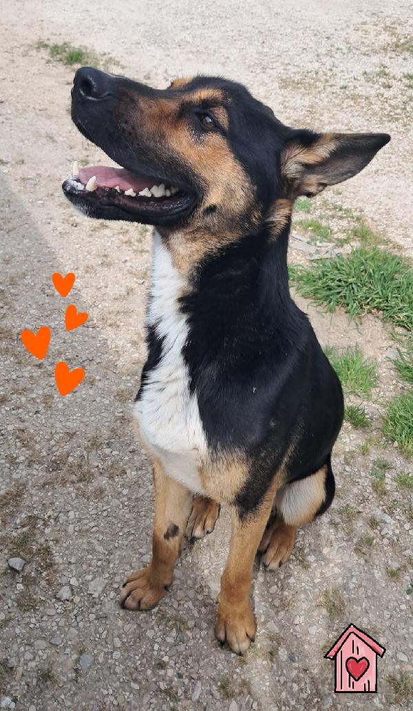 Eros mix pastore italiano  Foto 2