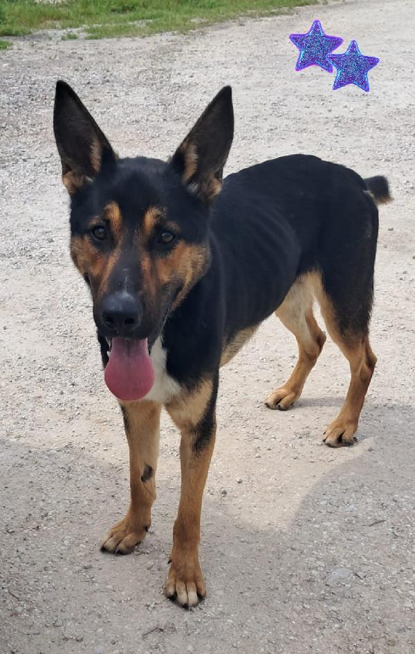 Eros mix pastore italiano  Foto 3