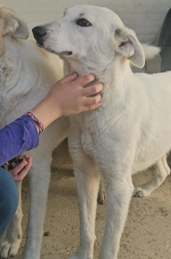 Oipe: docile e socievole. Taglia contenuta Foto 10