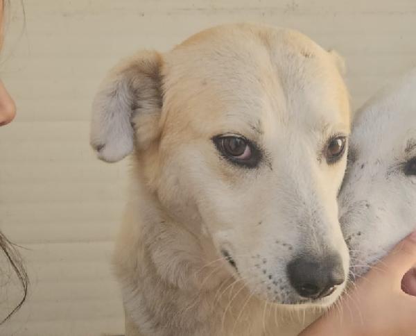 Gerry: equilibrato, docile, socievole  Foto 8