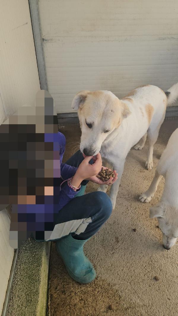 Gerry: equilibrato, docile, socievole  Foto 9