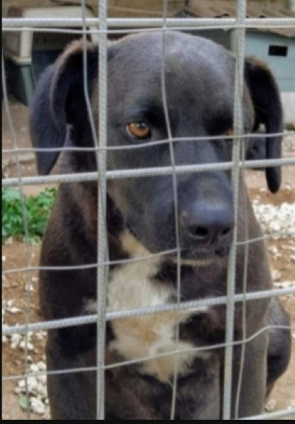 Yoshi 4/5Anni Cresciuto Dietro Ad Una Rete! Sicilia 