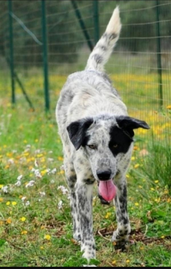 Furia Bianco/Nero,Circa 3Anni Uno Dei Mai Scelti. Bari