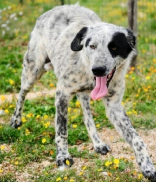 Furia bianco/nero,circa 3anni UNO DEI MAI SCELTI. BARI Foto 2