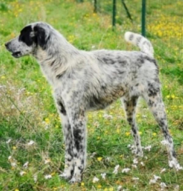 Furia bianco/nero,circa 3anni UNO DEI MAI SCELTI. BARI Foto 3