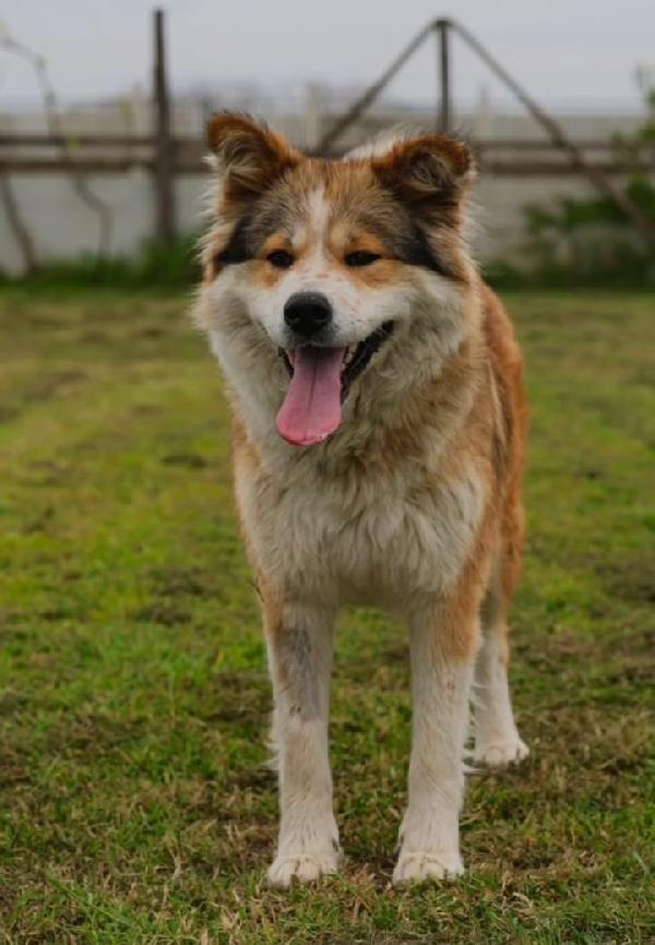 Femmina Simil Akitainu 18Mesi Splendida Ok Gatti Napoli