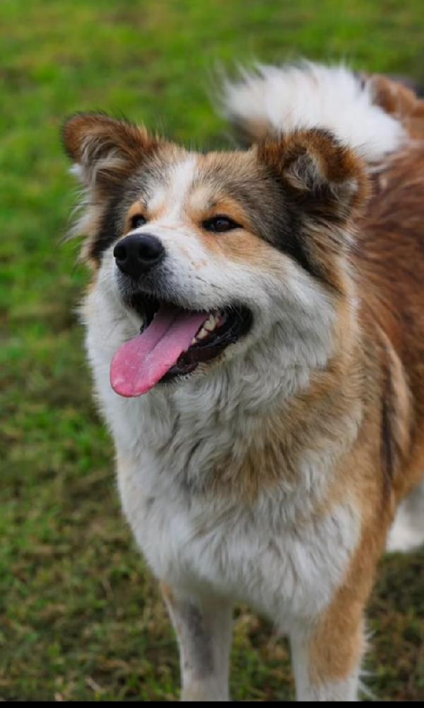 Femmina simil Akitainu 18mesi SPLENDIDA ok gatti NAPOLI Foto 2