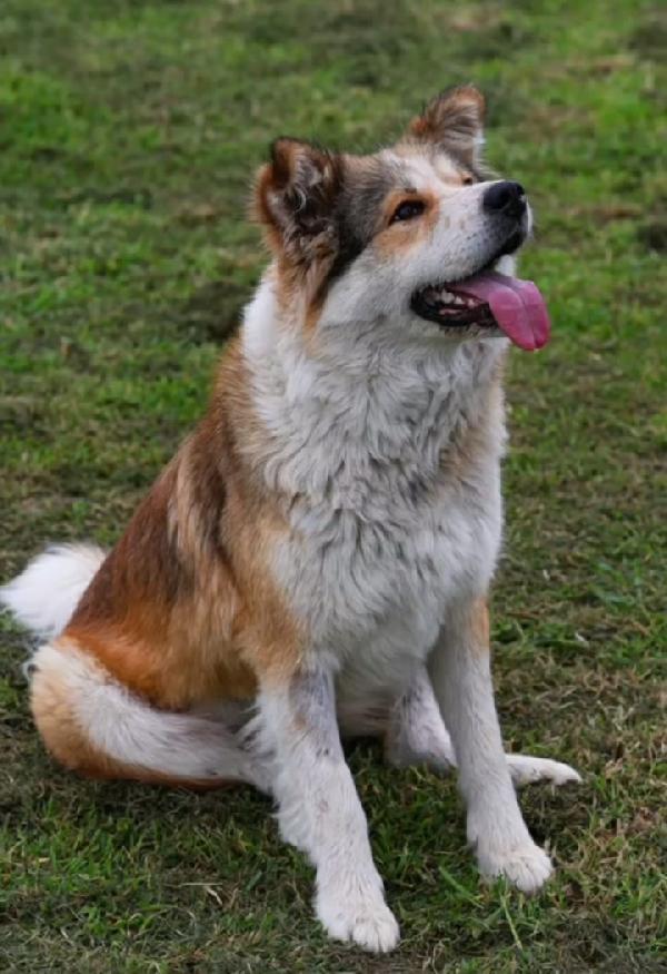 Femmina simil Akitainu 18mesi SPLENDIDA ok gatti NAPOLI Foto 3