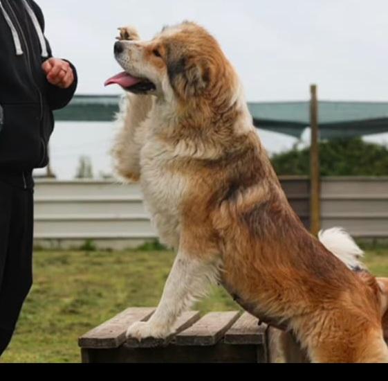 Femmina simil Akitainu 18mesi SPLENDIDA ok gatti NAPOLI Foto 4