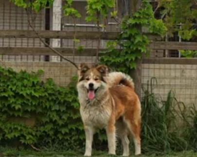 Femmina simil Akitainu 18mesi SPLENDIDA ok gatti NAPOLI Foto 5