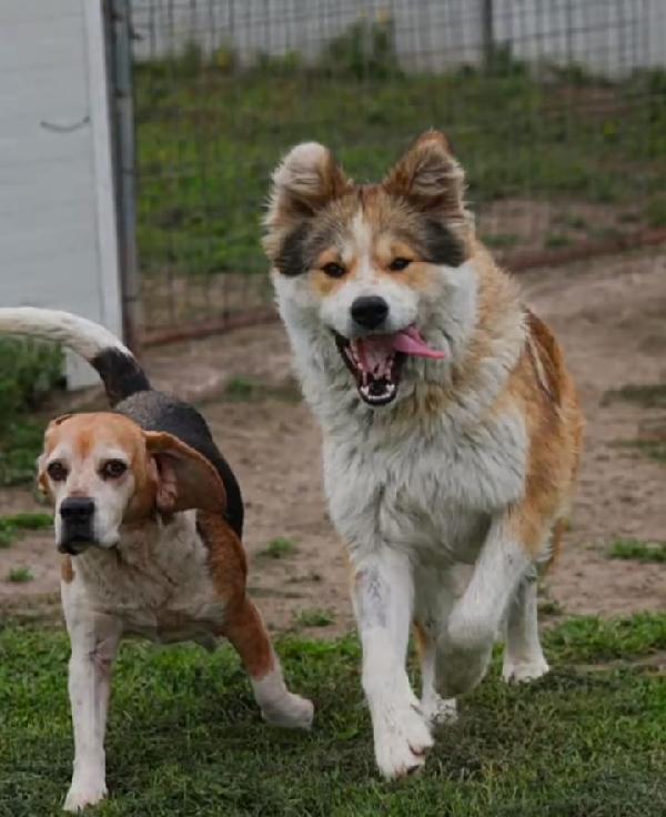 Femmina simil Akitainu 18mesi SPLENDIDA ok gatti NAPOLI Foto 6