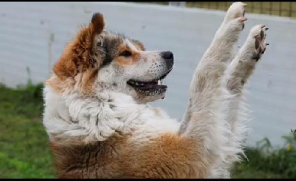 Femmina simil Akitainu 18mesi SPLENDIDA ok gatti NAPOLI Foto 7