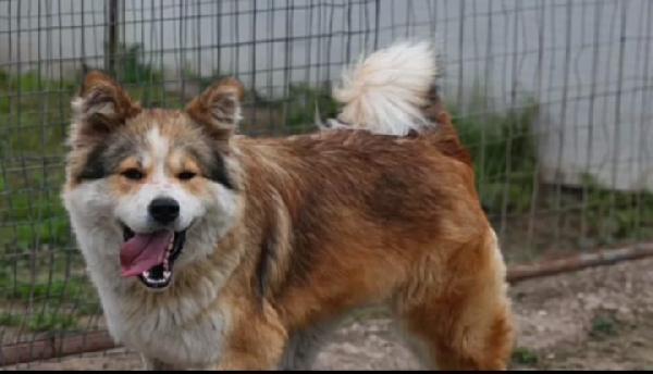 Femmina simil Akitainu 18mesi SPLENDIDA ok gatti NAPOLI Foto 8